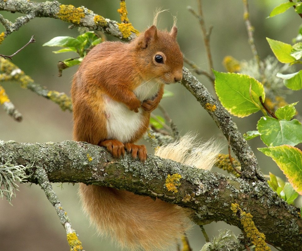 Обои листья, ветки, рыжая, белка, зверек, белочка, leaves, branches, red, protein, animal, squirrel разрешение 2048x1416 Загрузить