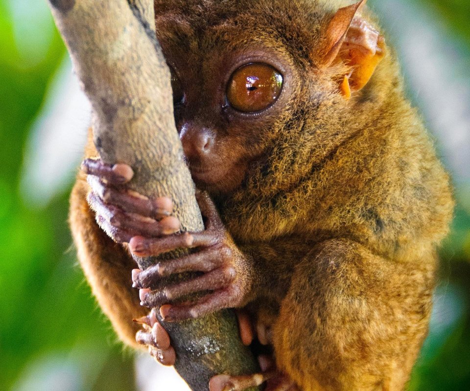 Обои глаза, ветка, примат, долгопят, eyes, branch, the primacy of, tarsier разрешение 1920x1200 Загрузить