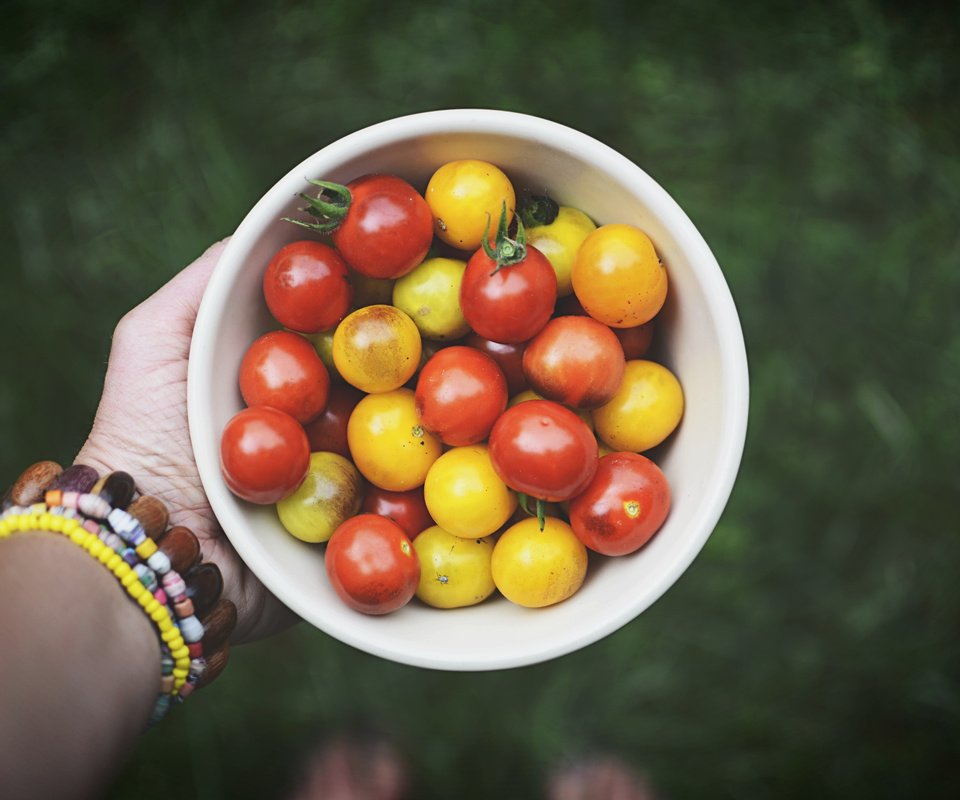 Обои рука, овощи, помидоры, томаты, hand, vegetables, tomatoes разрешение 6000x4000 Загрузить