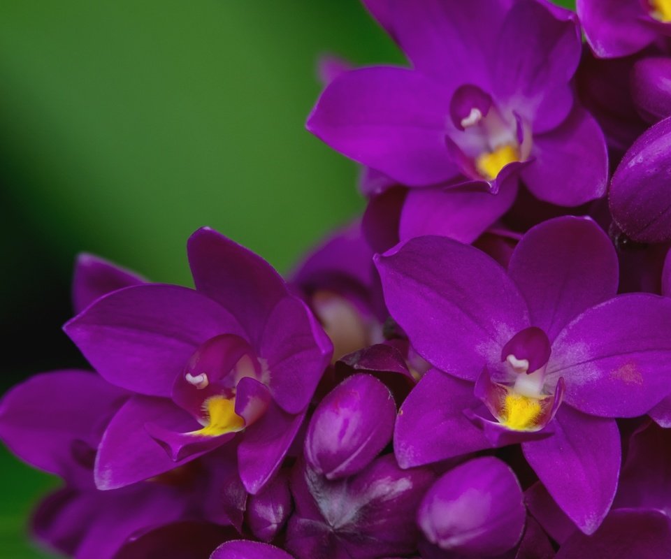 Обои макро, лепестки, лиловый, орхидея, macro, petals, purple, orchid разрешение 2000x1356 Загрузить