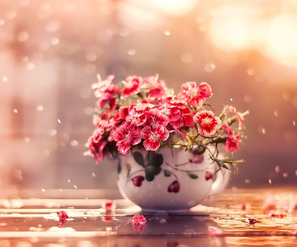 Обои цветы, дождь, чашка, flowers, rain, cup разрешение 2000x1526 Загрузить