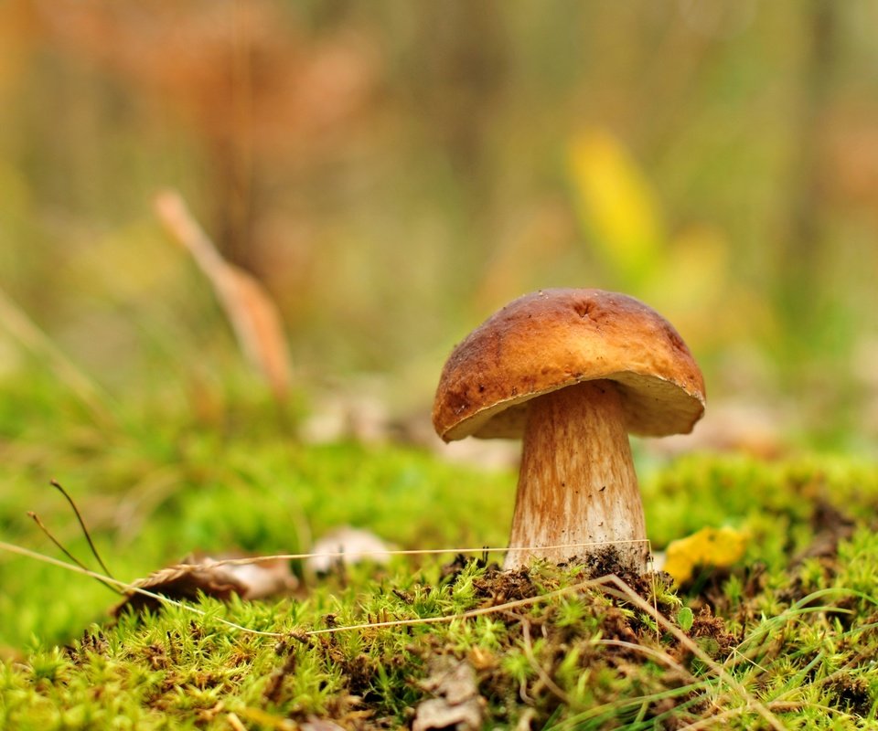 Обои зелень, гриб,  белый гриб, greens, mushroom, white mushroom разрешение 2500x1660 Загрузить