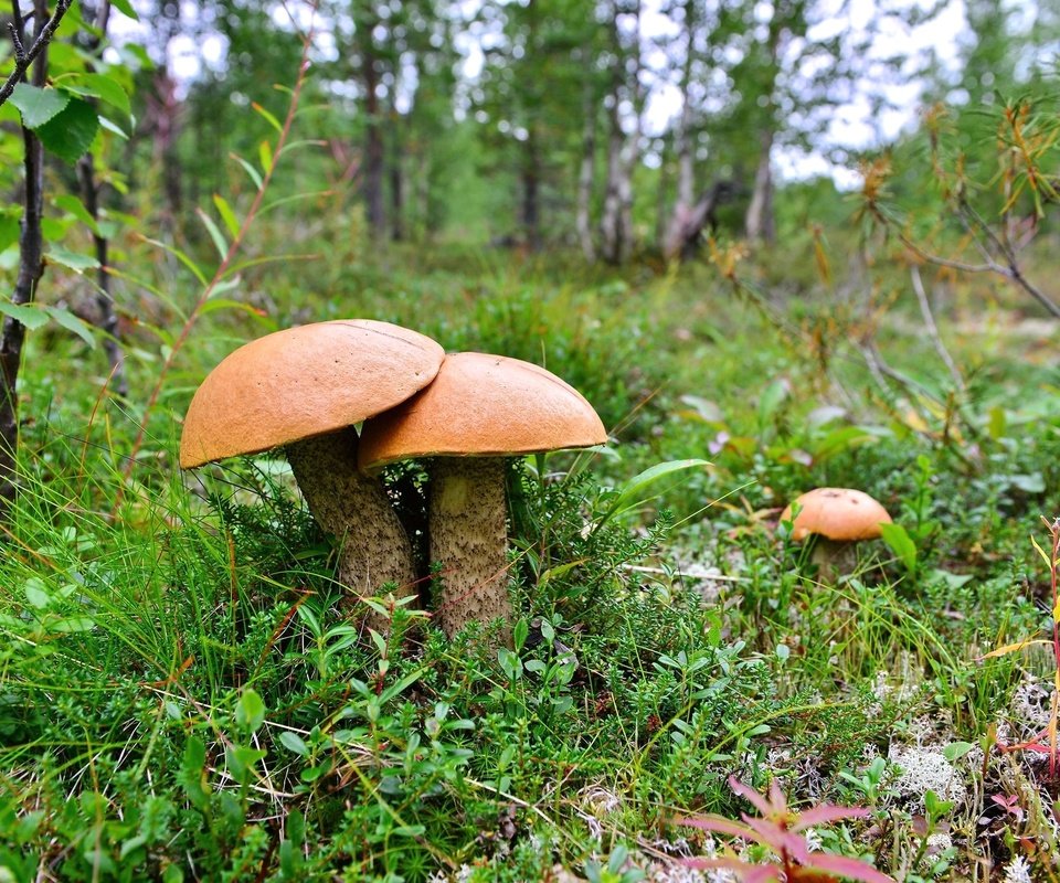 Обои трава, грибы, трио, grass, mushrooms, trio разрешение 2048x1366 Загрузить