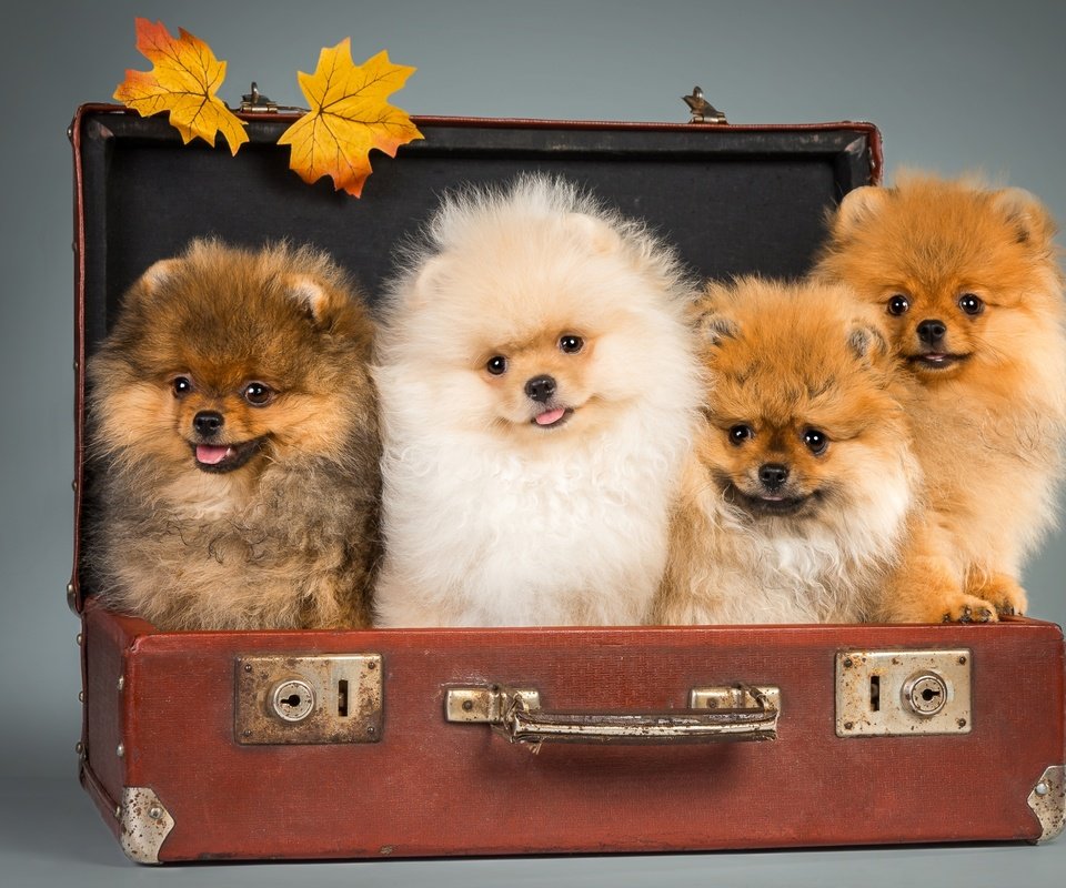 Обои щенки, чемодан, шпицы, puppies, suitcase, spitz разрешение 2800x1810 Загрузить