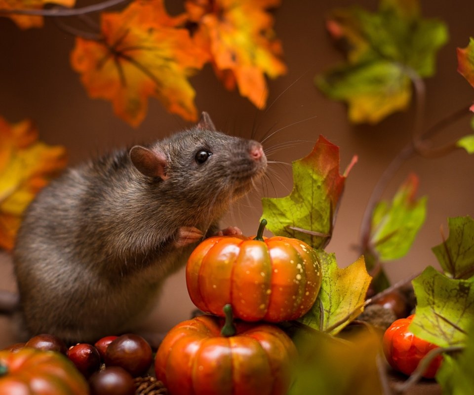 Обои мышь, зверек, тыквы, крыса, mouse, animal, pumpkin, rat разрешение 1920x1168 Загрузить