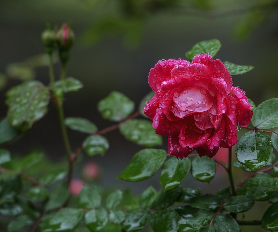 Обои капли, роза, бутон, после дождя, drops, rose, bud, after the rain разрешение 2048x1367 Загрузить