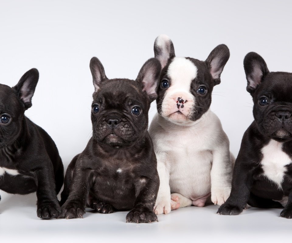 Обои щенки, французский бульдог, милые, puppies, french bulldog, cute разрешение 3200x1905 Загрузить