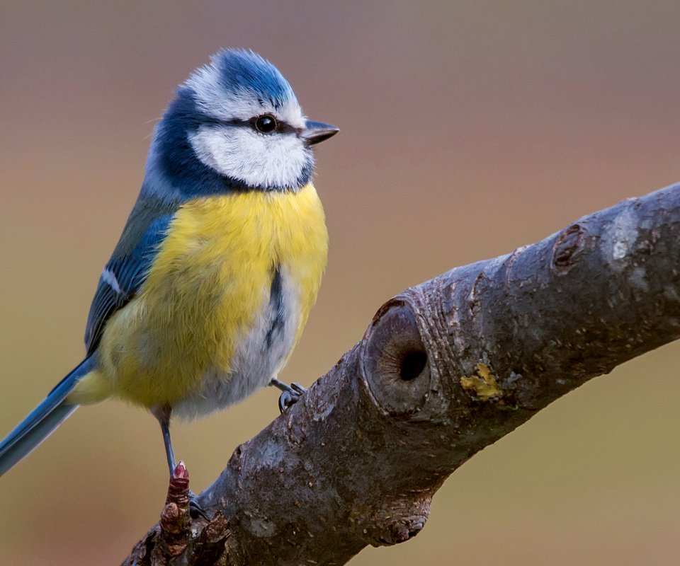 Обои ветка, птица, синица, яркая, лазоревка, клювик, branch, bird, tit, bright, blue tit, beak разрешение 2043x1293 Загрузить