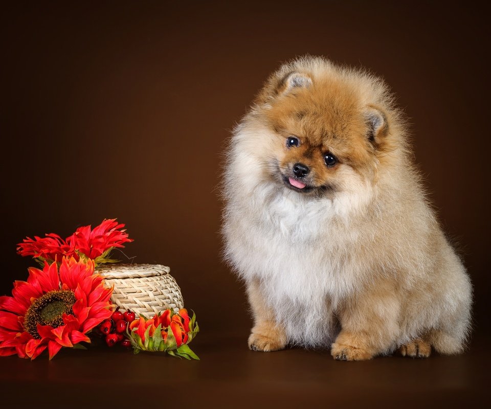 Обои цветы, щенок, шпиц, flowers, puppy, spitz разрешение 3000x1861 Загрузить