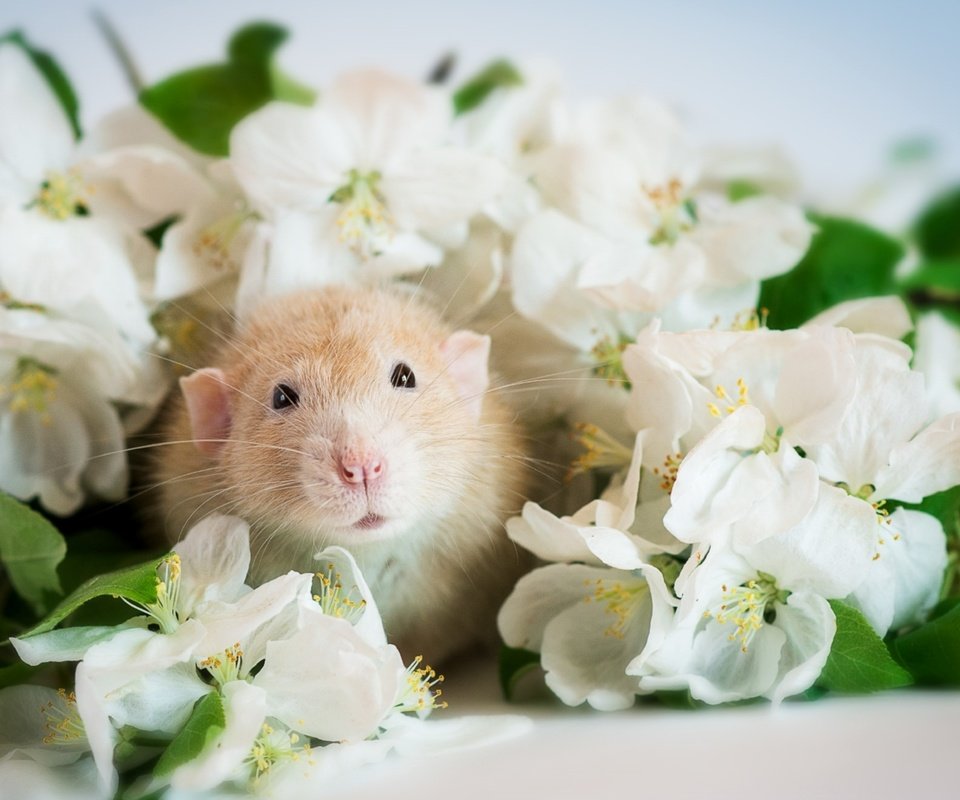 Обои цветы, мордочка, хомяк, flowers, muzzle, hamster разрешение 1920x1285 Загрузить