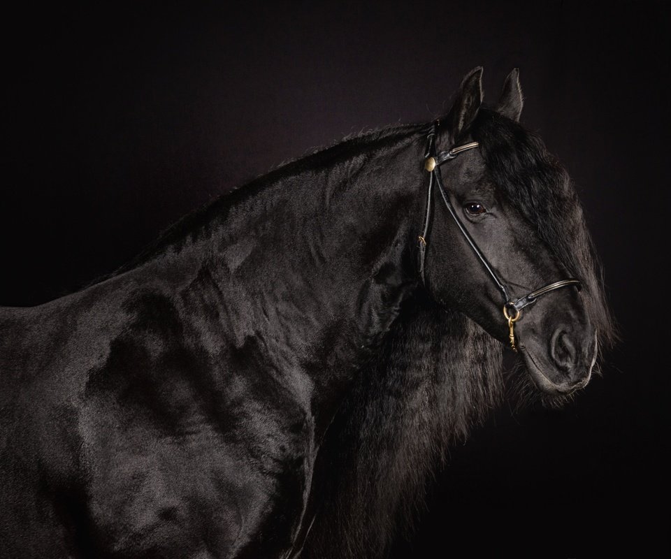 Обои лошадь, черный фон, конь, грива, красавец, вороной, horse, black background, mane, handsome, crow разрешение 2400x1600 Загрузить