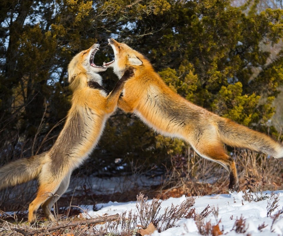 Обои снег, зима, лиса, драка, лисы, snow, winter, fox, fight разрешение 1958x1255 Загрузить