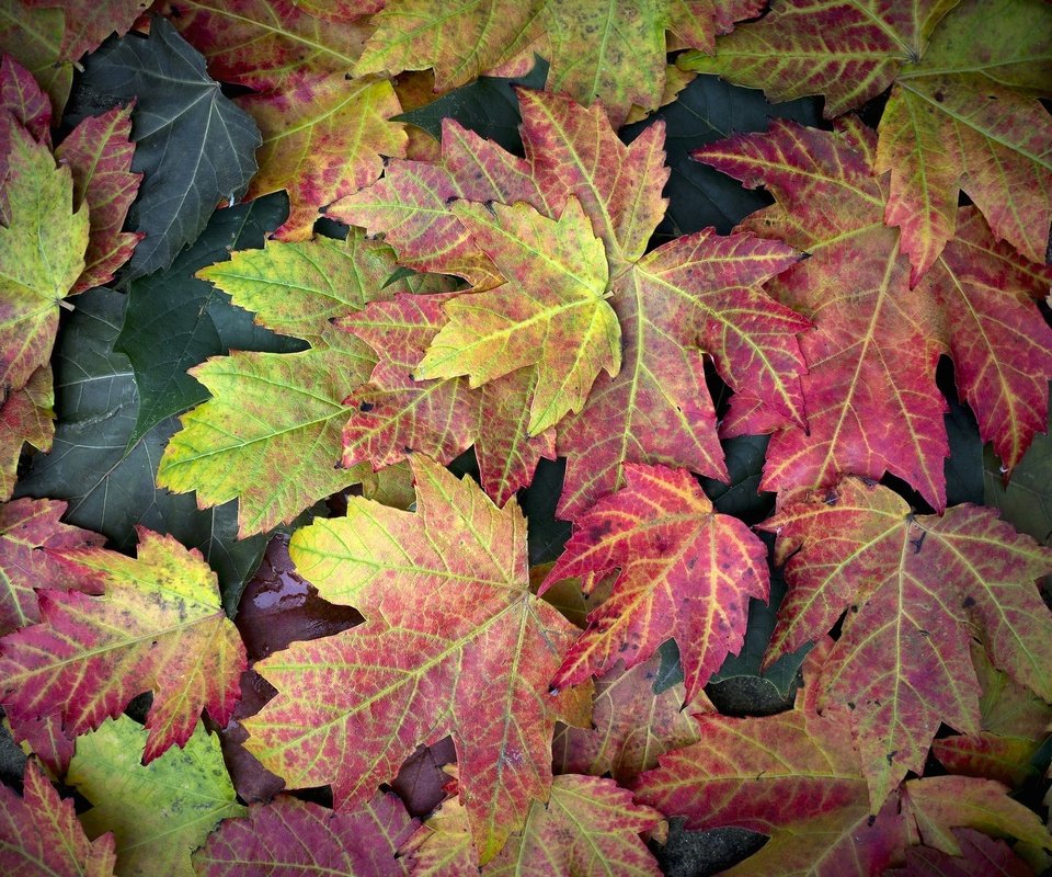 Обои листья, осень, клен, leaves, autumn, maple разрешение 2016x1319 Загрузить