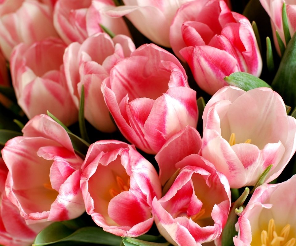 Обои бутоны, макро, тюльпаны, buds, macro, tulips разрешение 1920x1286 Загрузить