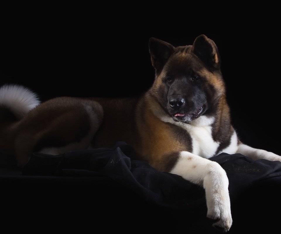 Обои пес, красавец, американская, акита, dog, handsome, american, akita разрешение 3200x2064 Загрузить