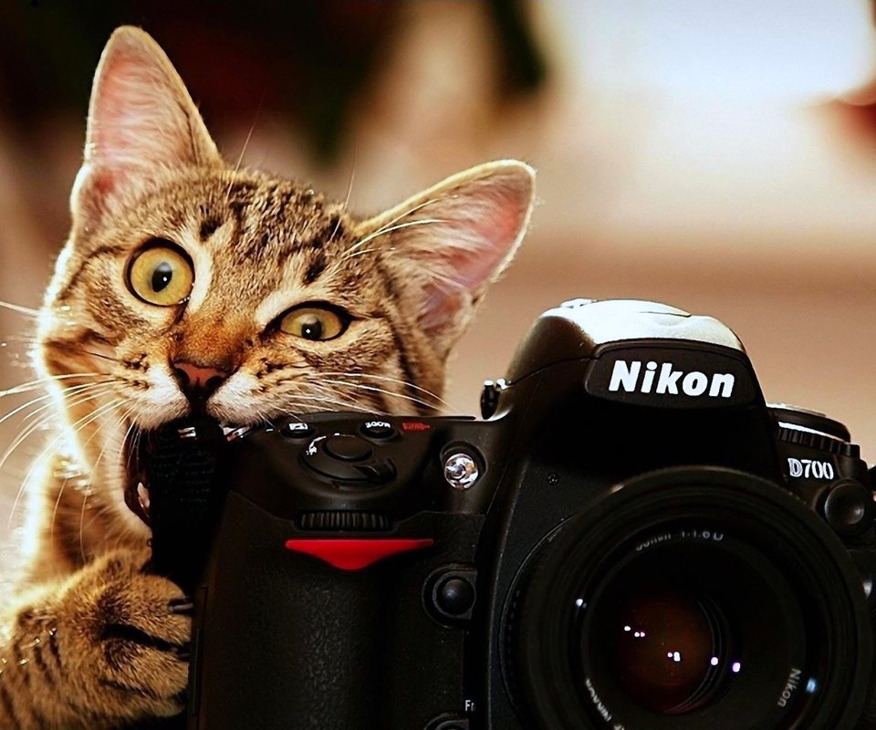 Обои кот, аппарат, валлпапер, nicon, cat, camera, wallpaper разрешение 3840x2400 Загрузить