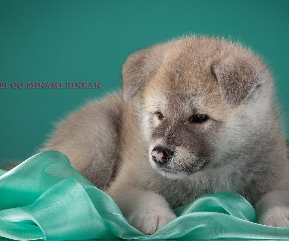 Обои щенок, бежевый, японская акита, puppy, beige, japanese akita разрешение 3000x1949 Загрузить