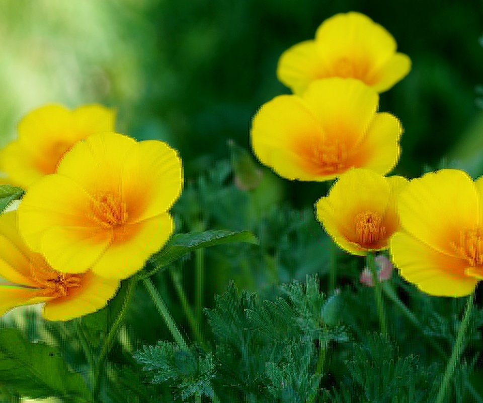 Обои желтый, эшшольция, калифорнийский мак, yellow, escholzia, california poppy разрешение 2400x1504 Загрузить