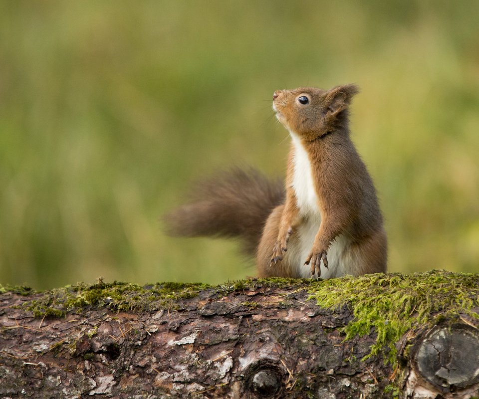 Обои рыжая, мох, белка, любопытство, зверек, хвост, red, moss, protein, curiosity, animal, tail разрешение 2048x1420 Загрузить