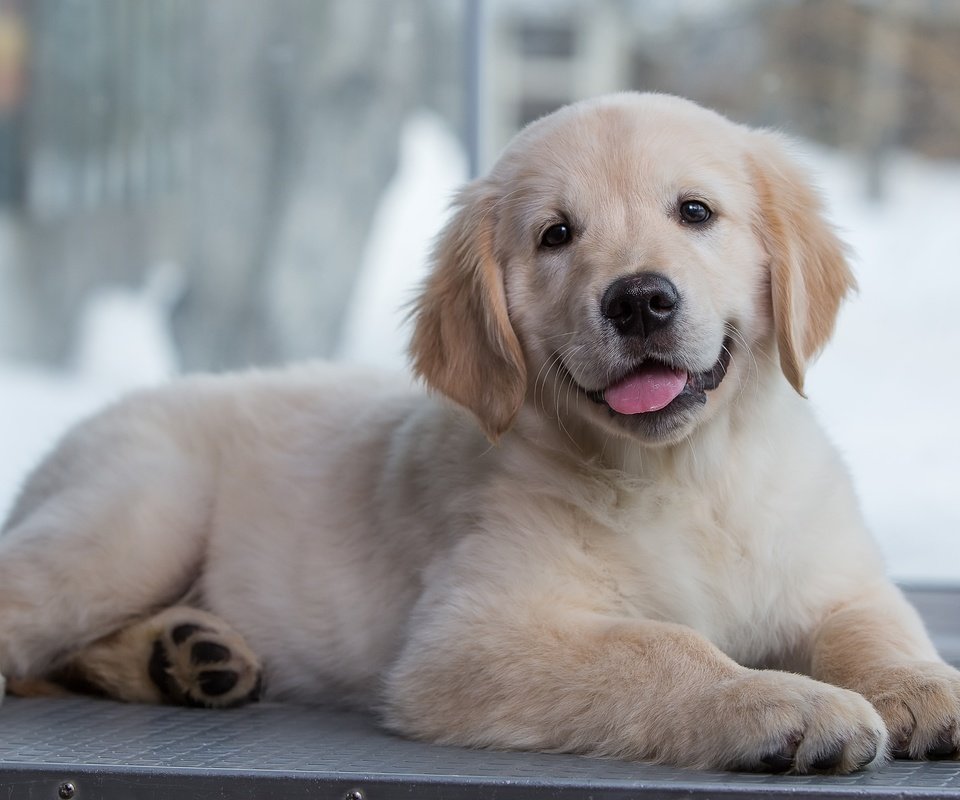 Обои щенок, золотистый ретривер, голден ретривер малыш, puppy, golden retriever, golden retriever baby разрешение 3000x1981 Загрузить