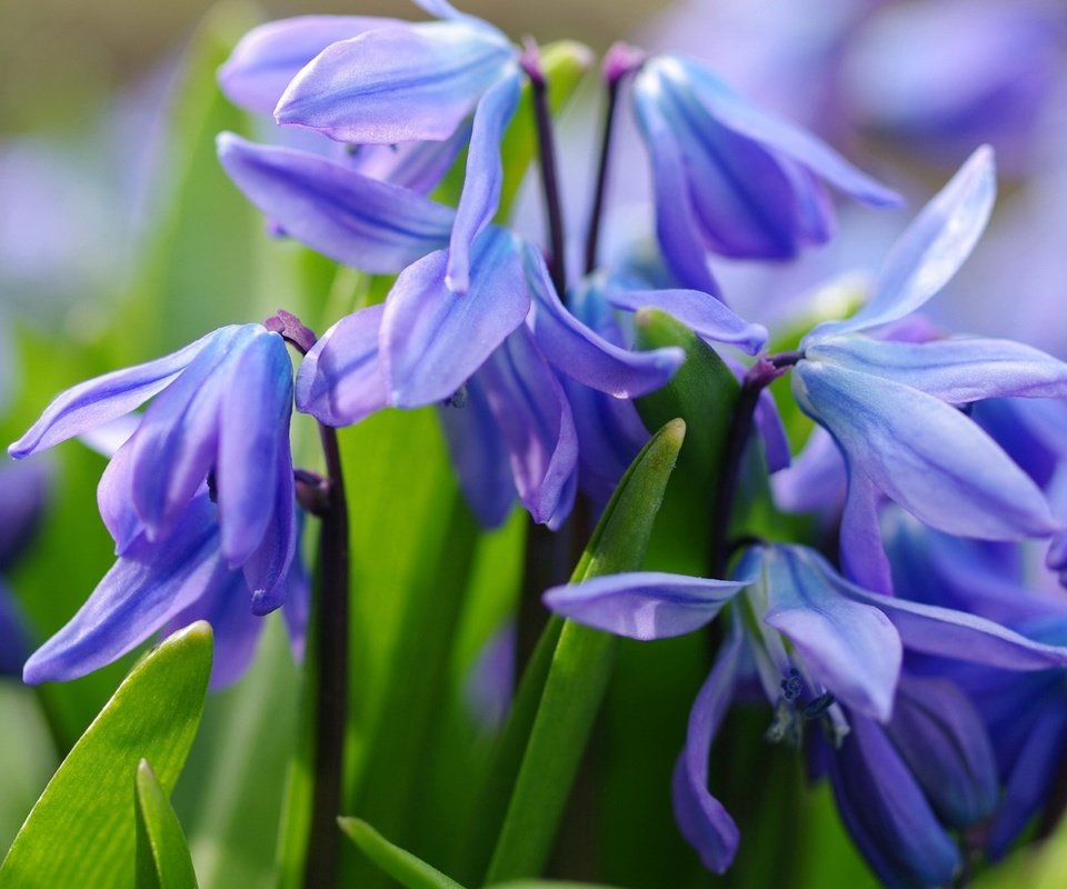 Обои цветы, макро, весна, синие, первоцвет, пролеска, flowers, macro, spring, blue, primrose, scilla разрешение 1920x1226 Загрузить