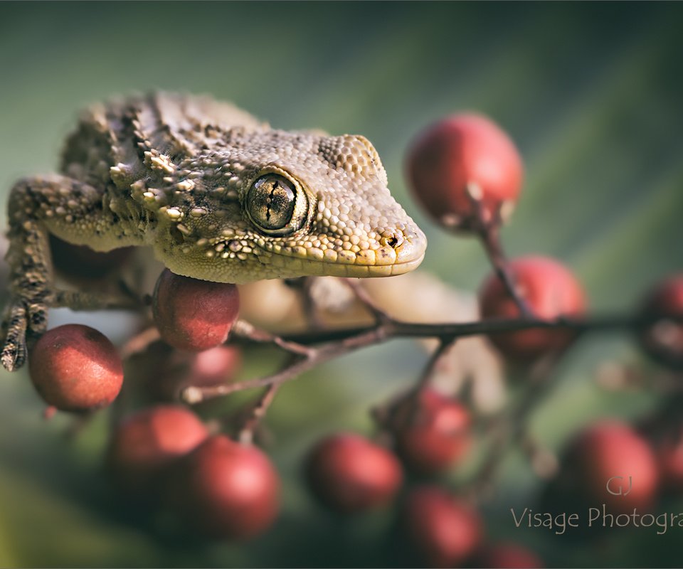 Обои ветка, ящерица, ягоды, геккон, gj-vernon, branch, lizard, berries, gecko разрешение 2048x1292 Загрузить