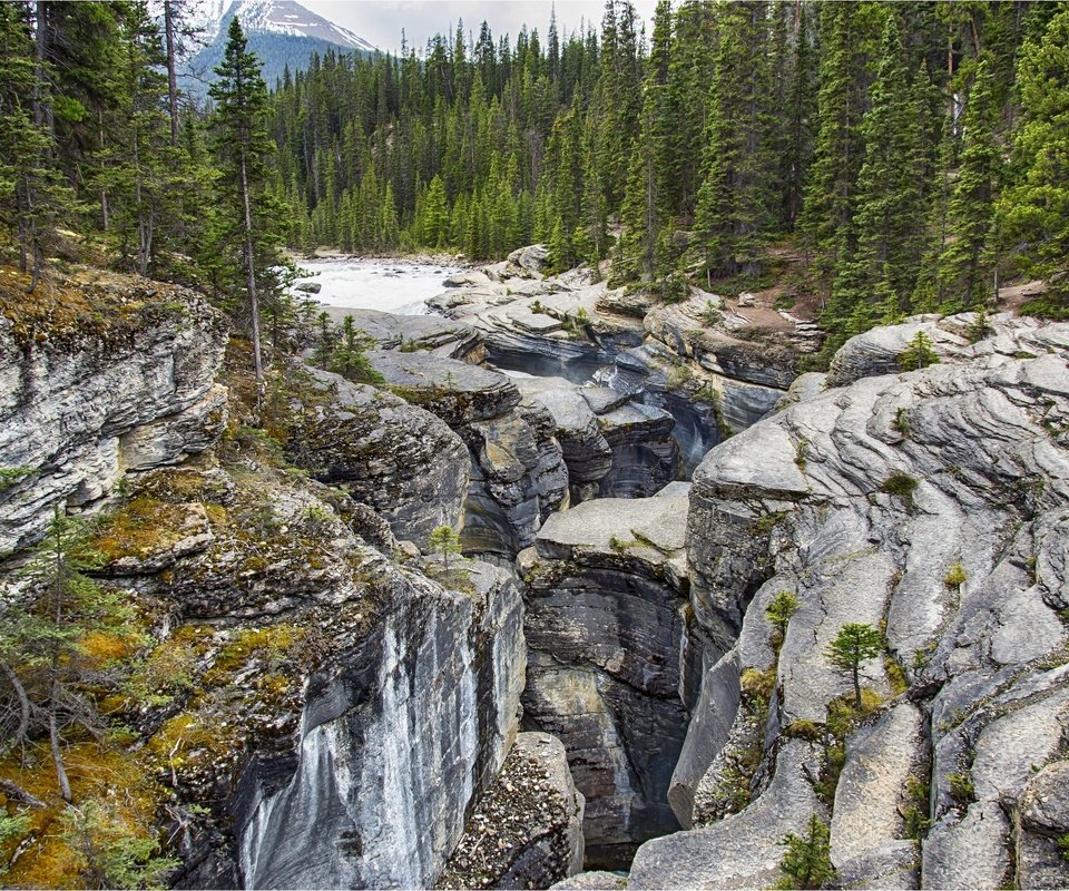 Обои деревья, национальный парк банф, горы, mistaya canyon, скалы, камни, лес, ручей, канада, провинция альберта, trees, banff national park, mountains, at mistaya canyon, rocks, stones, forest, stream, canada, alberta разрешение 2880x1920 Загрузить