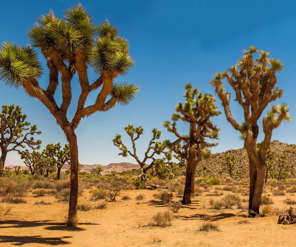 Обои песок, пустыня, сша, кустарник, дюны, joshua tree national park, дерево джошуа, sand, desert, usa, shrub, dunes, joshua tree разрешение 2880x1662 Загрузить