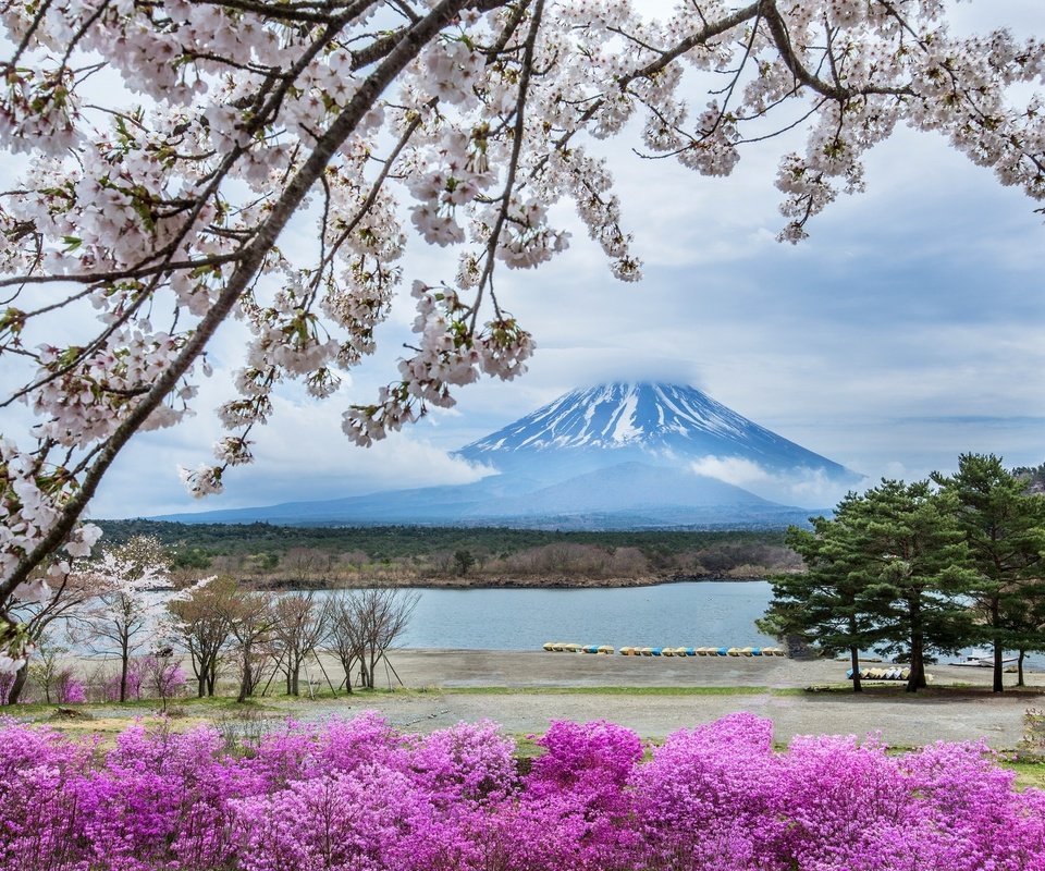 Обои цветы, гора, япония, весна, сакура, фудзияма, flowers, mountain, japan, spring, sakura, fuji разрешение 2048x1365 Загрузить