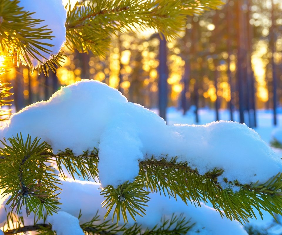 Обои ветка, солнце, снег, хвоя, зима, ветви, ель, вс, branch, the sun, snow, needles, winter, spruce, sun разрешение 2880x1908 Загрузить