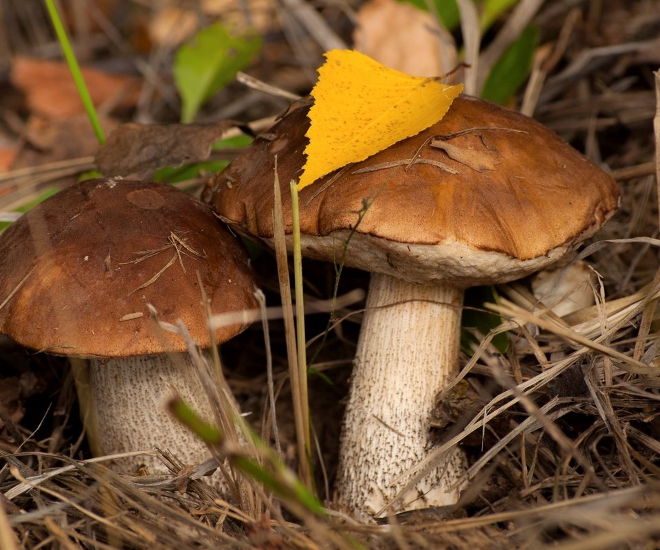 Обои осень, грибы, пара, подберезовик, подберезовики, autumn, mushrooms, pair, boletus, birch разрешение 2400x1594 Загрузить