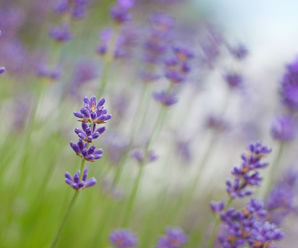 Обои цветы, макро, лаванда, размытость, сиреневые, flowers, macro, lavender, blur, lilac разрешение 2560x1670 Загрузить