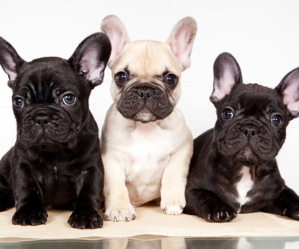 Обои щенки, трио, французский бульдог, puppies, trio, french bulldog разрешение 2400x1475 Загрузить