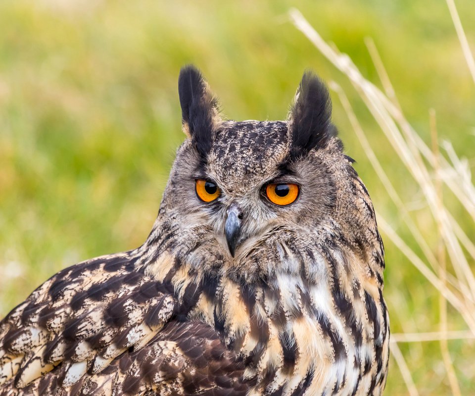 Обои портрет, взгляд, хищник, птица, филин, eurasian eagle owl, bubo bubo, орлиная сова, portrait, look, predator, bird, owl, eagle owl разрешение 2048x1365 Загрузить