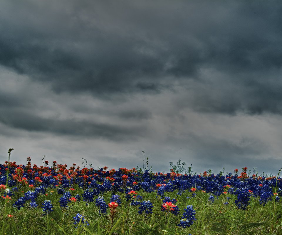 Обои небо, цветы, облака, природа, поле, луг, the sky, flowers, clouds, nature, field, meadow разрешение 4736x2848 Загрузить