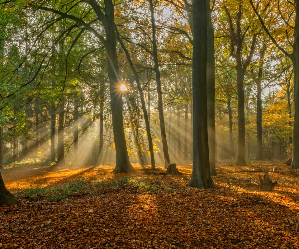 Обои деревья, лес, листья, лучи, осень, бельгия, брюгге, brugge, trees, forest, leaves, rays, autumn, belgium, bruges разрешение 1920x1280 Загрузить