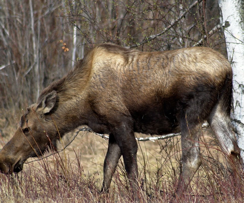 Обои природа, лес, лось, сухая трава, nature, forest, moose, dry grass разрешение 1920x1200 Загрузить