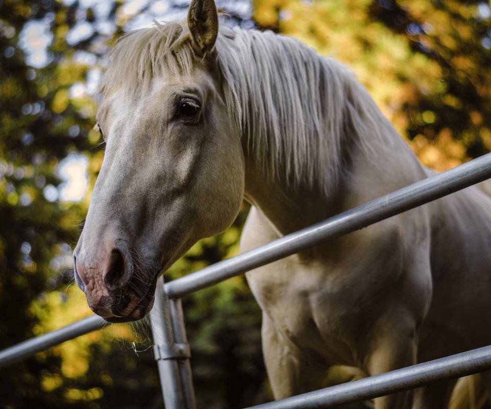 Обои лошадь, фон, конь, lеревья, horse, background разрешение 2048x1356 Загрузить