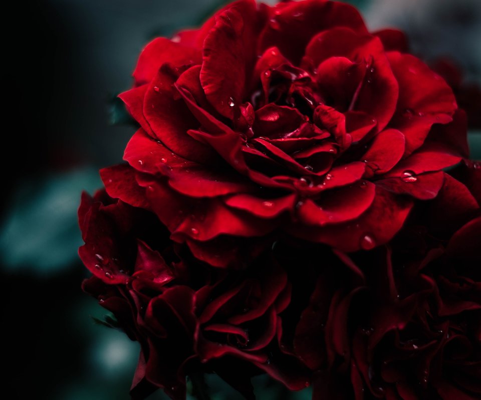 Обои краcный, макро, капелька, фон, цветок, капля, роза, красная, сад, дождь, macro, background, flower, drop, rose, red, garden, rain разрешение 2048x1362 Загрузить