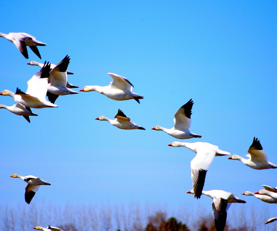 Обои природа, полет, птицы, утки, голубое небо, nature, flight, birds, duck, blue sky разрешение 2880x1913 Загрузить