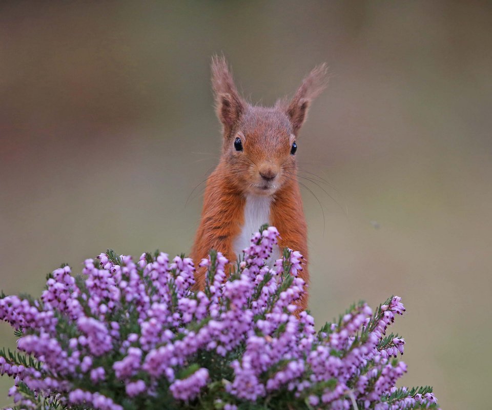 Обои цветы, рыжая, белка, белочка, вереск, грызун, flowers, red, protein, squirrel, heather, rodent разрешение 2048x1365 Загрузить