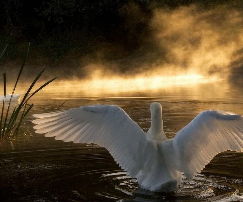 Обои озеро, природа, лебедь, lake, nature, swan разрешение 2560x1600 Загрузить