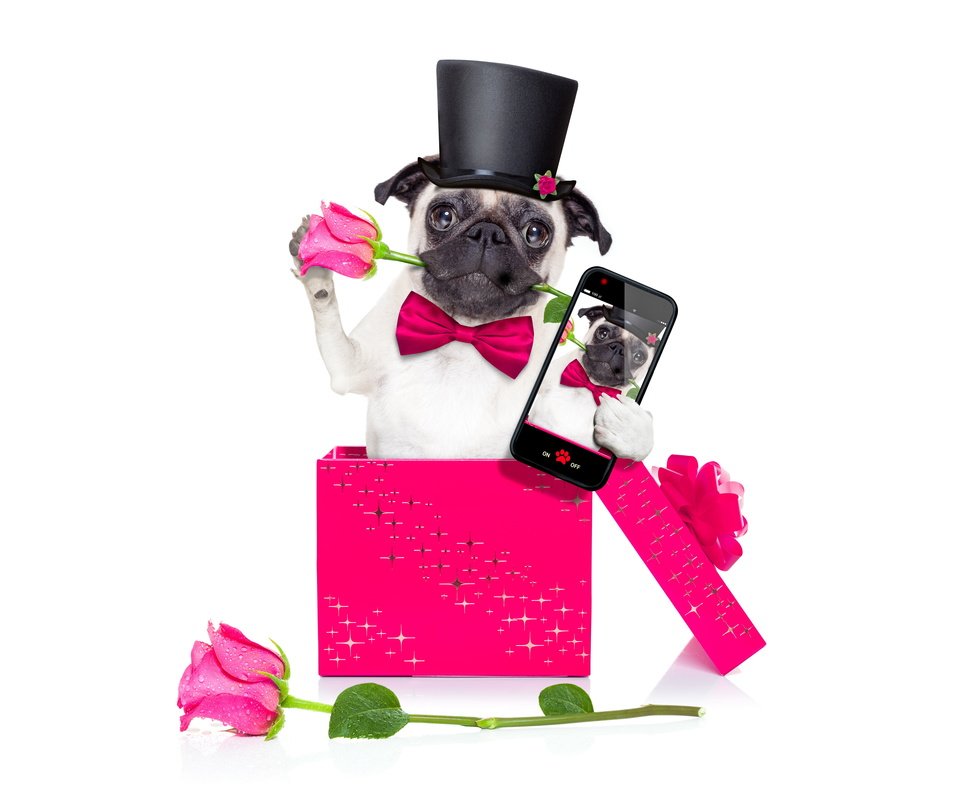 Обои розы, собака, телефон, мопс, roses, dog, phone, pug разрешение 6000x4000 Загрузить