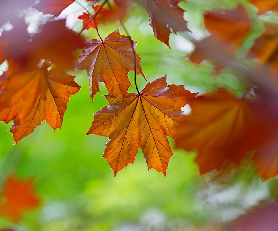 Обои природа, листья, осень, цвет, nature, leaves, autumn, color разрешение 1920x1175 Загрузить