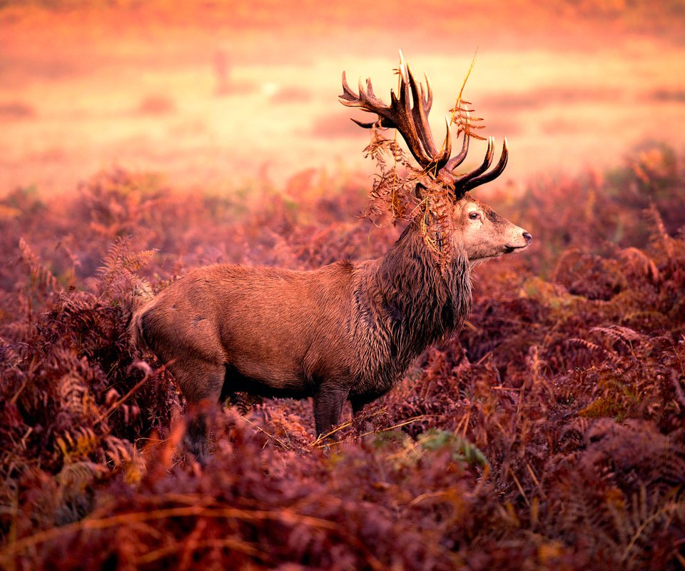 Обои олень, рога, red deer stag, deer, horns разрешение 2048x1273 Загрузить