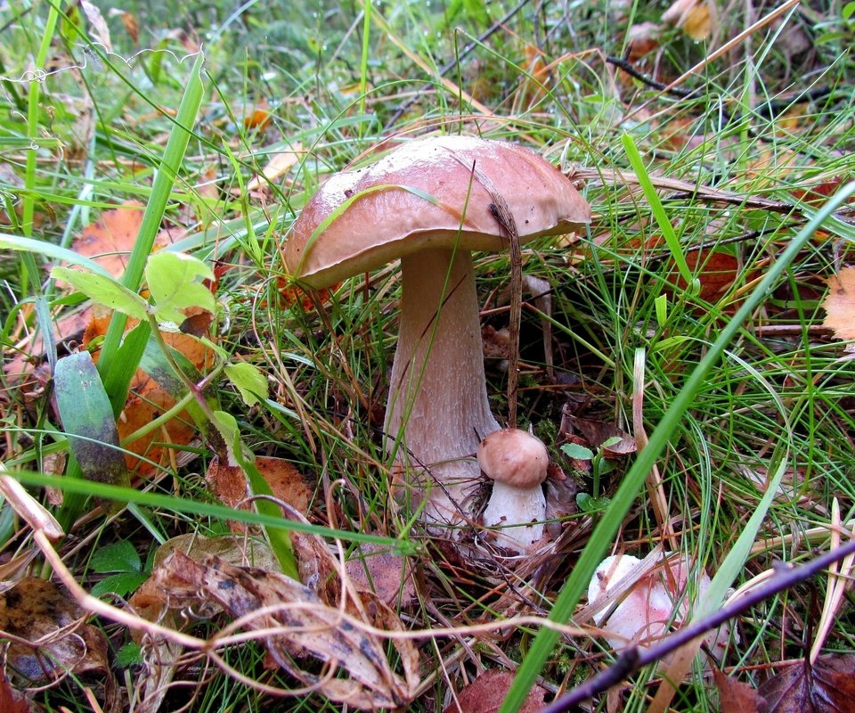 Обои трава, природа, листья, макро, осень, грибы, grass, nature, leaves, macro, autumn, mushrooms разрешение 3200x2125 Загрузить