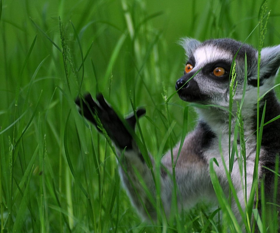 Обои трава, лемур, кошачий лемур, катта, grass, lemur, a ring-tailed lemur, katta разрешение 2907x1633 Загрузить