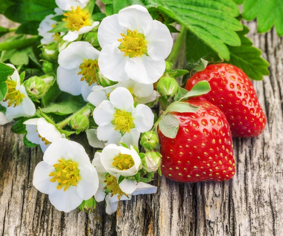 Обои цветы, клубника, ягоды, свежие ягоды, flowers, strawberry, berries, fresh berries разрешение 4255x2836 Загрузить