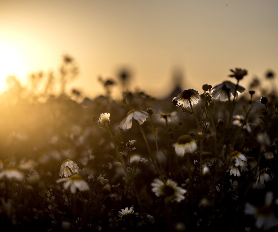 Обои свет, цветы, поле, луг, ромашки, light, flowers, field, meadow, chamomile разрешение 5472x3648 Загрузить