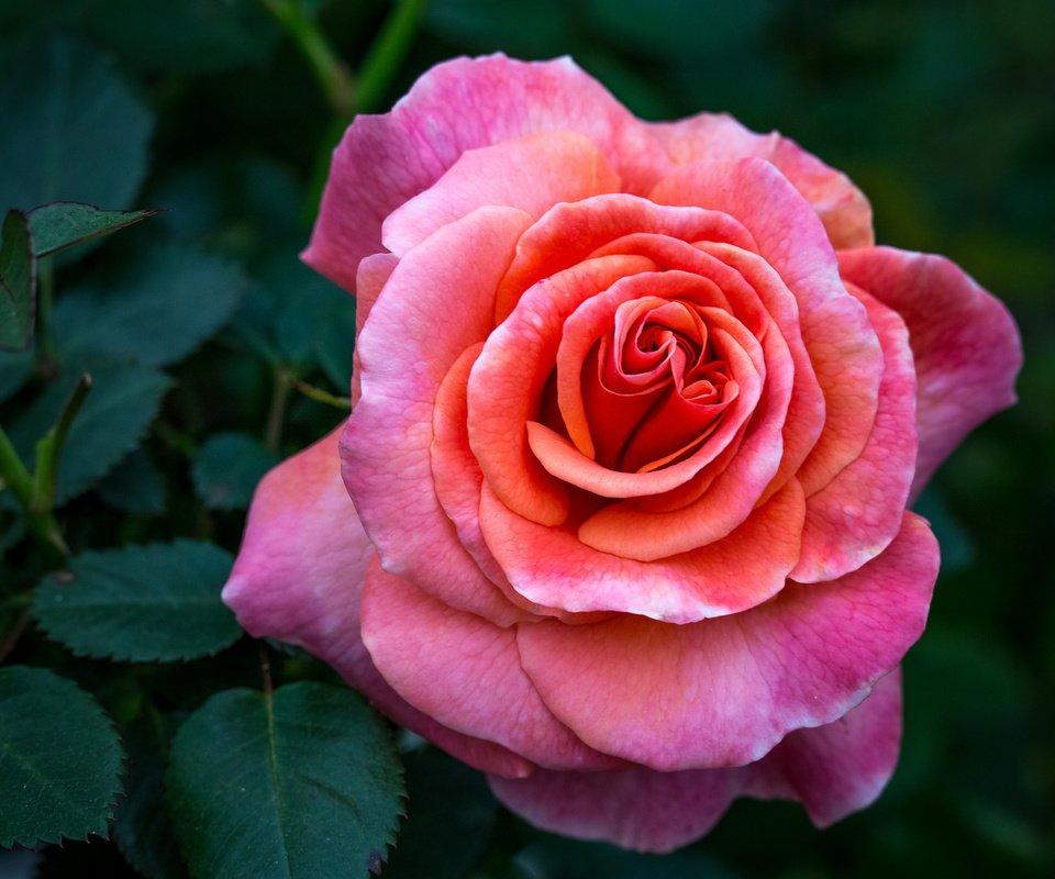 Обои цветок, роза, бутон, куст, flower, rose, bud, bush разрешение 2048x1365 Загрузить